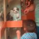 This Is Where Pet Store Puppies Come From | The Dodo