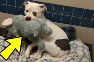 This Newly-Adopted Dog Just Learned His Elephant Can Come Too, And I’m Dying