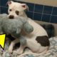 This Newly-Adopted Dog Just Learned His Elephant Can Come Too, And I’m Dying