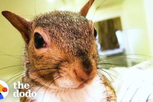 This Rescued Squirrel Is The Ultimate Diva | The Dodo