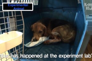 Three Beagles Rescued From Animal Abuse | Kritter Klub