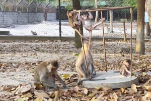 Three monkeys are learning to cling by animals