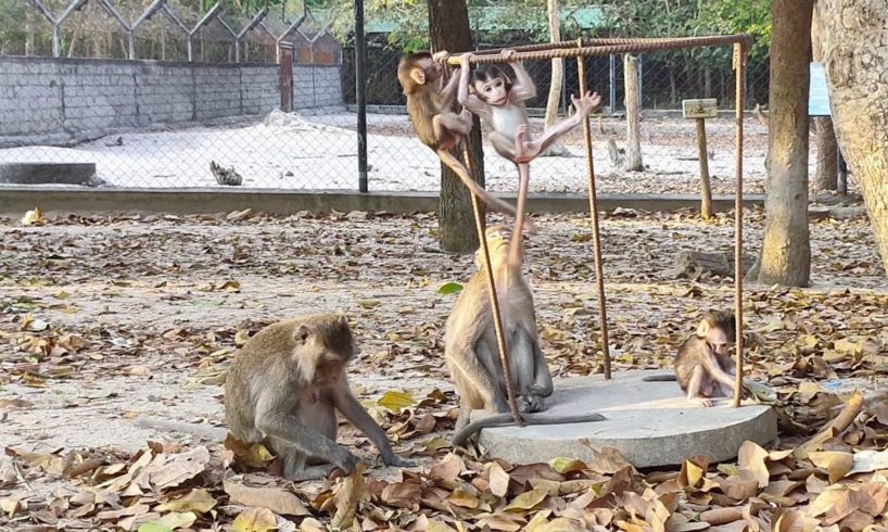 Three monkeys are learning to cling by animals