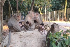 Three monkeys are sitting by animals khmer