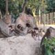 Three monkeys are sitting by animals khmer
