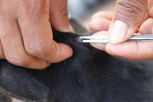 Ticks Removal From Body | Dog Will Getting Better After Rescued