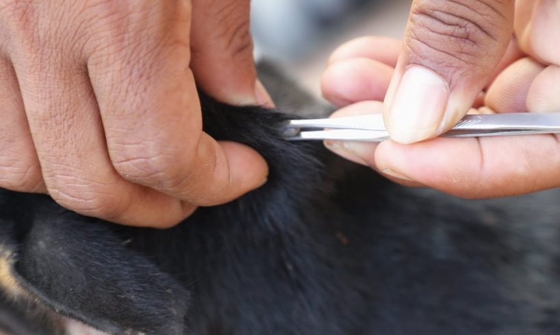 Ticks Removal From Body | Dog Will Getting Better After Rescued