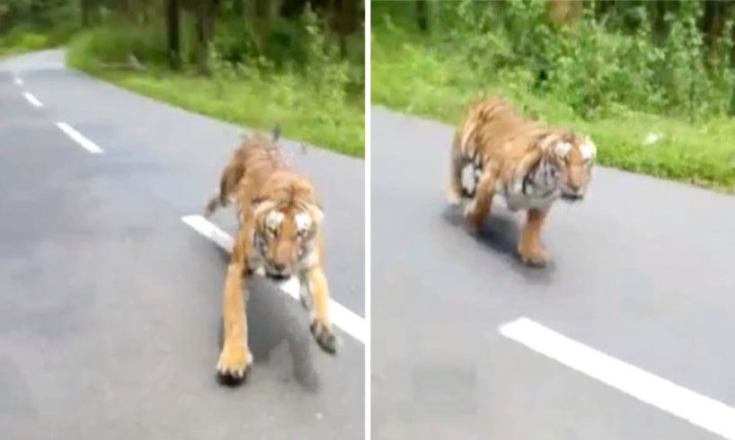 Tiger Attacks Motorbike