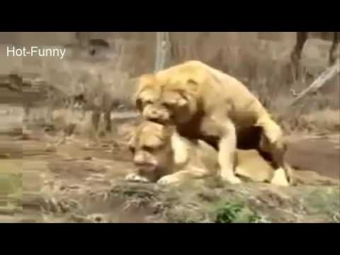Tiger Vs Lion Fights   lion vs tiger real fight,wild animal fight amazing video