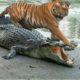 Tiger and crocodile|animals fights