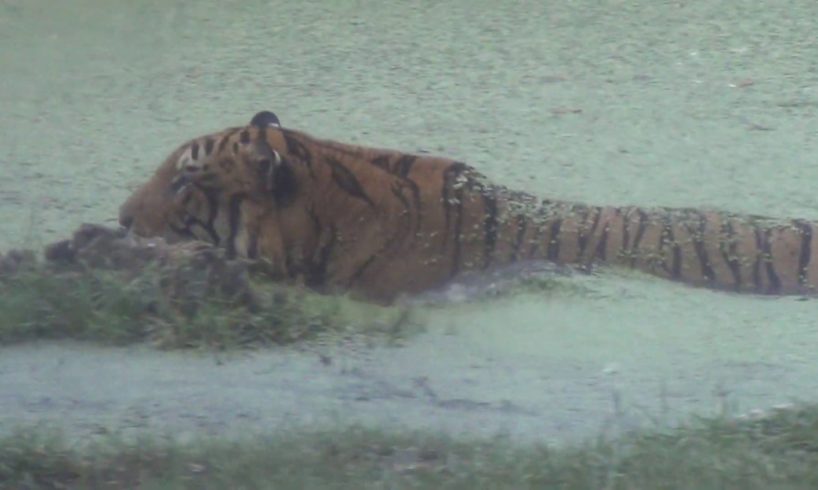 Tiger attack tiger - Animal fights - Bangkok safari world