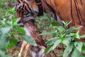 Tiger hunts Baby Deer | BBC Earth