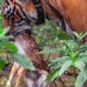 Tiger hunts Baby Deer | BBC Earth