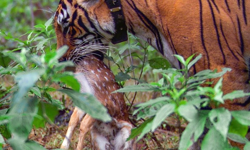 Tiger hunts Baby Deer | BBC Earth