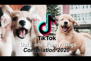 Tik Tok of Cute Puppies and Funny Dogs Videos // Compilation 2020