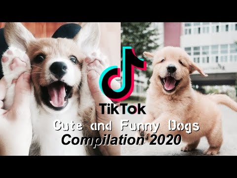 Tik Tok of Cute Puppies and Funny Dogs Videos // Compilation 2020