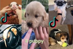 Tiktok Cute Funny Puppy Will Warm Your Heart All Year Long