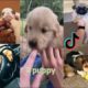 Tiktok Cute Funny Puppy Will Warm Your Heart All Year Long