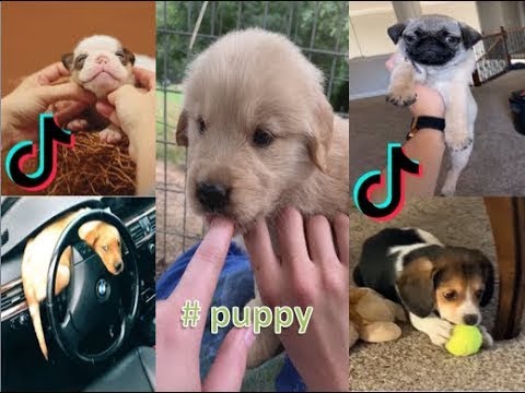 Tiktok Cute Funny Puppy Will Warm Your Heart All Year Long