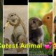 Tiktok Cute Puppies and animal love &Comedy,???