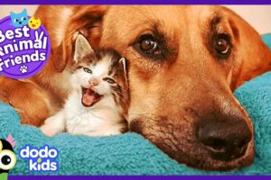 Tiniest Kitten and Her HUGE Dog Brother Do Everything Together | Animal Videos For Kids | Dodo Kids