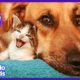 Tiniest Kitten and Her HUGE Dog Brother Do Everything Together | Animal Videos For Kids | Dodo Kids
