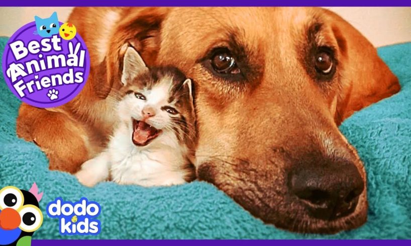 Tiniest Kitten and Her HUGE Dog Brother Do Everything Together | Animal Videos For Kids | Dodo Kids