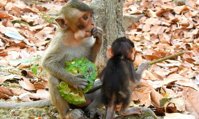 Today Poor Orphan Maci very happy eat lotus & Play with baby Delena