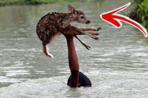 Top 10 AMAZING Animal Rescues Caught On Tape