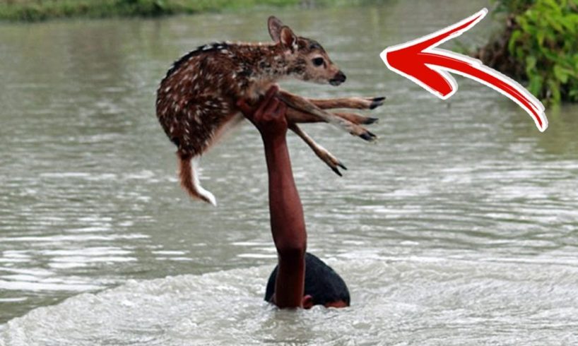 Top 10 AMAZING Animal Rescues Caught On Tape