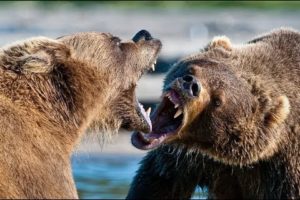 Top 10 Best Bear Fights Animal Fight