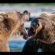 Top 10 Best Bear Fights Animal Fight