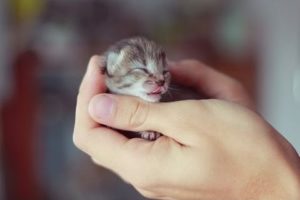 Top 10 Cute Kitten Videos Compilation - Cute Kitten - Cutest Kittens - Kitten