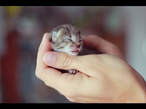 Top 10 Cute Kitten Videos Compilation - Cute Kitten - Cutest Kittens - Kitten