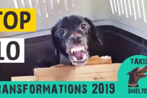 Top 10 most amazing animal rescue transformations of 2019 - Takis Shelter