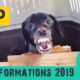 Top 10 most amazing animal rescue transformations of 2019 - Takis Shelter