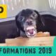 Top 10 most amazing animal rescue transformations of 2019 - Takis Shelter