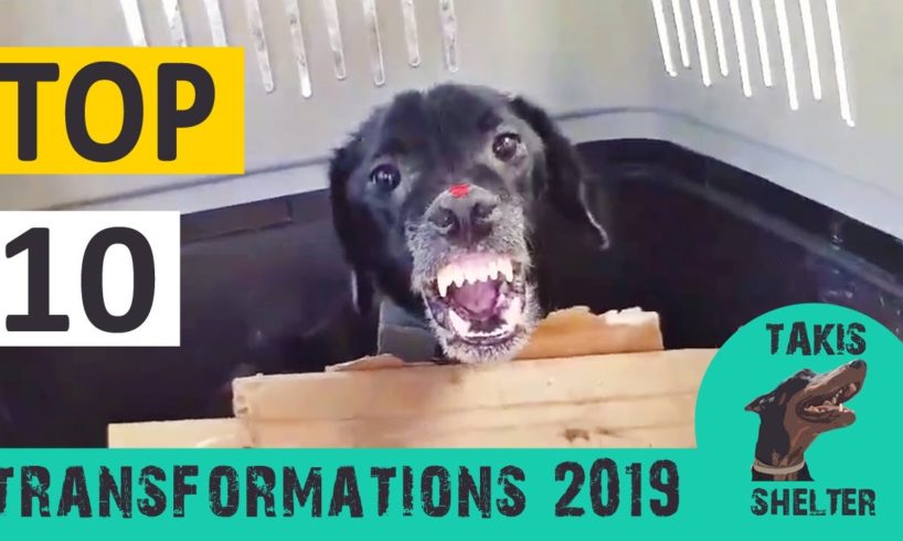 Top 10 most amazing animal rescue transformations of 2019 - Takis Shelter
