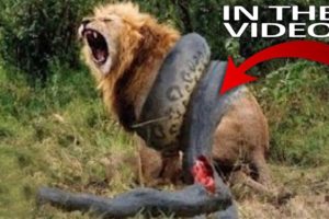 Top 11 Craziest Animal Fights Caught On Camera