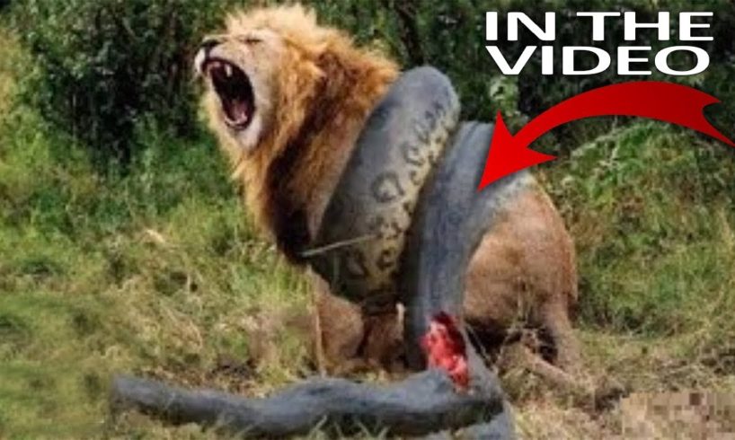 Top 11 Craziest Animal Fights Caught On Camera