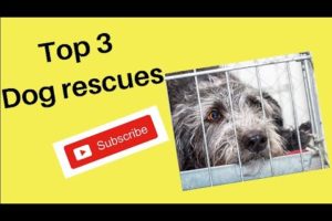 Top 3 Dog Rescues