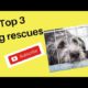 Top 3 Dog Rescues