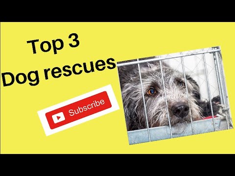 Top 3 Dog Rescues