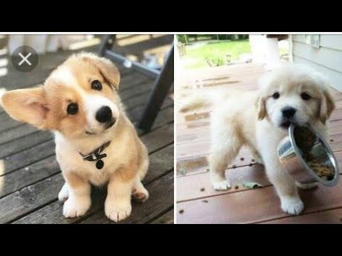 Top Cuttest Puppies & Dogs | Cute Puppies | cute dogs rescue puppy | dog breeds  wilderness tv