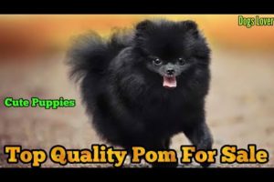 Top Quality Pom Puppies For Sale || Cute Puppies For Sale ?