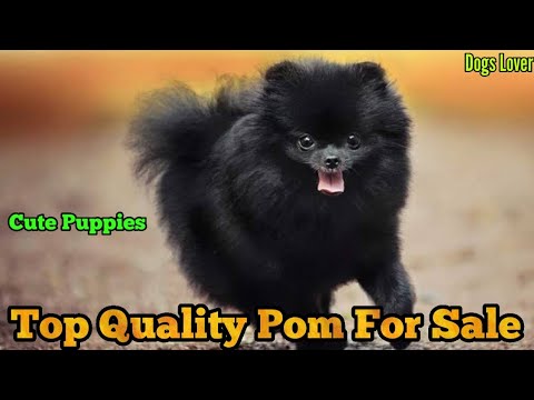 Top Quality Pom Puppies For Sale || Cute Puppies For Sale ?