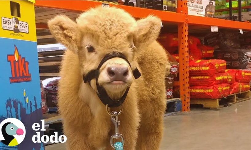 Torito peludo va a todos lados con su mamá | El Dodo