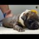 Two Puppies Survived Horrific Burns | Rescued Puppy