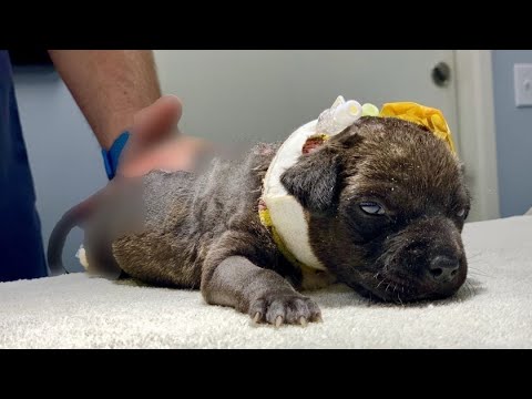 Two Puppies Survived Horrific Burns | Rescued Puppy