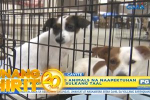 Unang Hirit: Lagay ng rescued animals na naapektuhan ng pagputok ng Bulkang Taal, silipin!